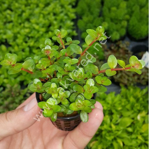 Rotala colorata SAKSI