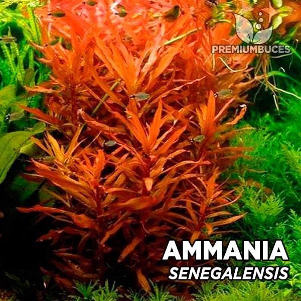 Ammania senegalensis SAKSI