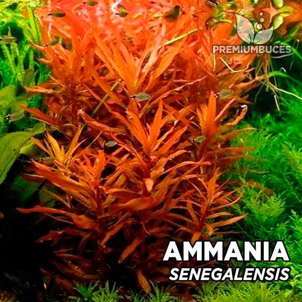 Ammannia senegalensis SAKSI