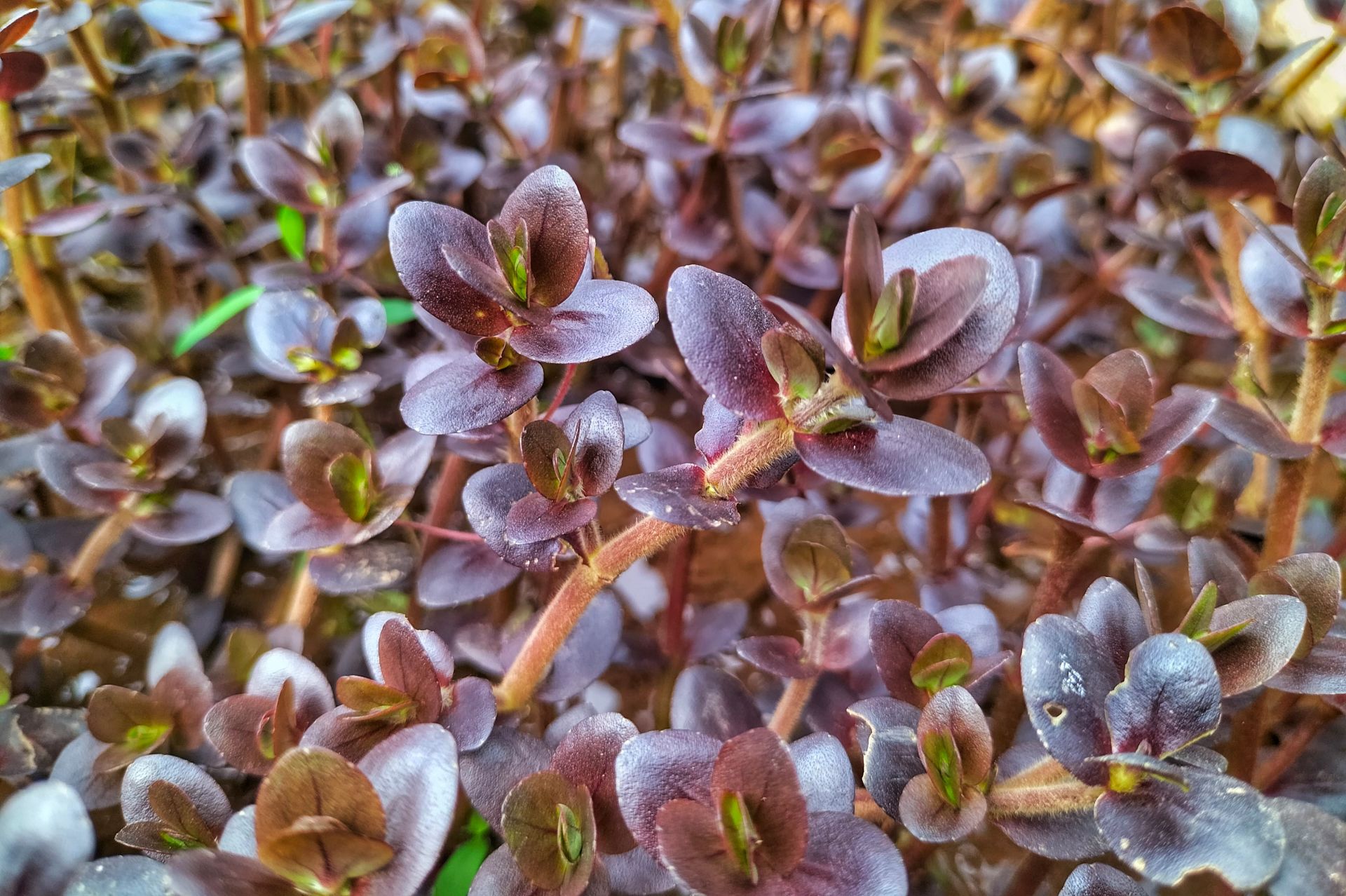 Bacopa salzmannii purple ADET ÖN SİPARİŞ