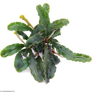 Bucephalandra wavy leaf 10x10cm Kutu - ÖN SİPARİŞ