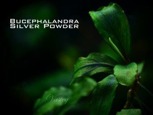 Bucephalandra silver powder 10x10cm Kutu - ÖN SİPARİŞ