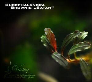 Bucephalandra brownie satan ADET İTHAL