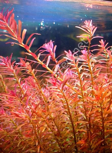 Rotala H\'ra IN VITRO CUP