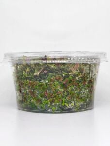 Rotala H\'ra IN VITRO CUP