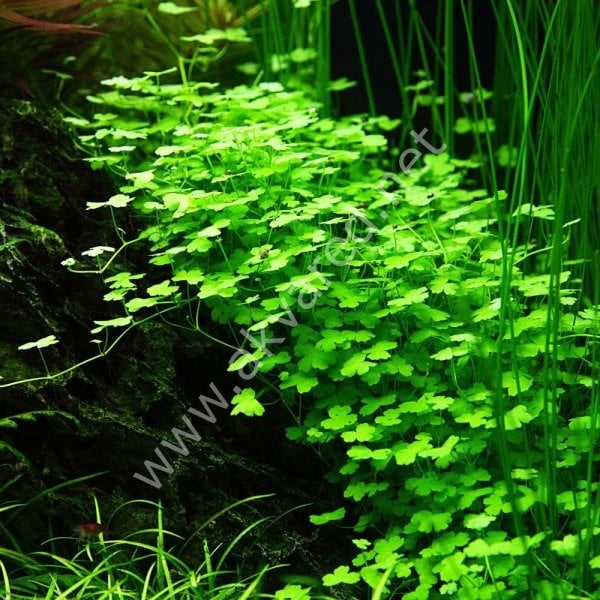 Hydrocotyle tripartita / sp. Japan IN VITRO CUP