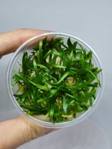 Sagittaria subulata IN VITRO CUP