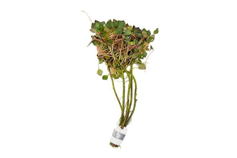 Ludwigia sediodes İTHAL BUKET ÖN SİPARİŞ