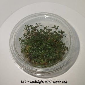 Ludwigia mini super red IN VITRO CUP