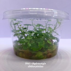 Hydrocotyle sibthorpioides IN VITRO CUP