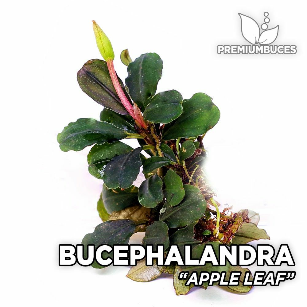 Bucephalandra apple leaf İTHAL 10x10cm PORSİYON