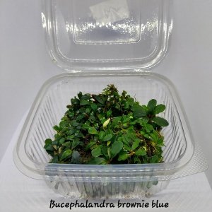 Bucephalandra brownie blue İTHAL PORSİYON 10X10CM