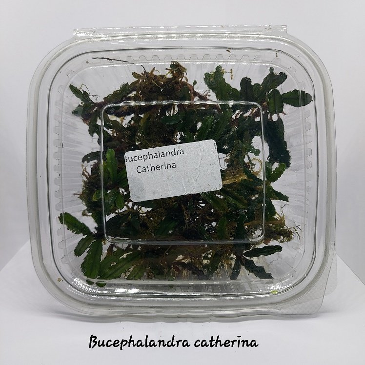 Bucephalandra catherinae 10x10cm PORSİYON