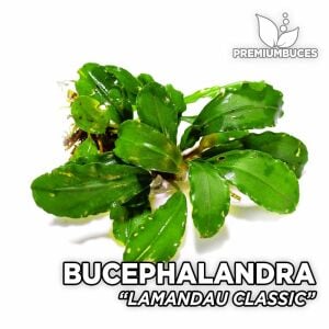 Bucephalandra lamandau classic İTHAL10X10 CM PORSİYON