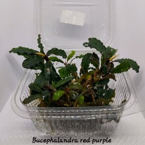 Bucephalandra red purple İTHAL10X10 CM PORSİYON