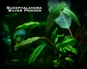 Bucephalandra silver powder İTHAL10X10 CM PORSİYON