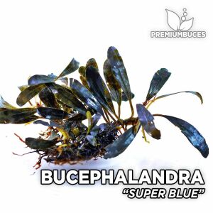 Bucephalandra super blue İTHAL10X10 CM PORSİYON