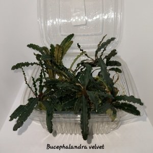 Bucephalandra velvet 10x10cm KUTU