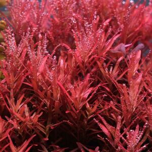 Rotala rotundifolia reddish İTHAL BUKET ÖN SİPARİŞ