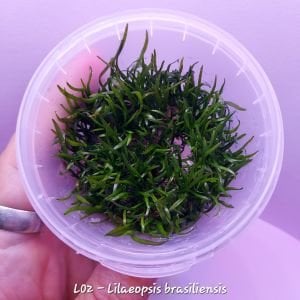 Lilaeopsis brasiliensis IN VITRO CUP