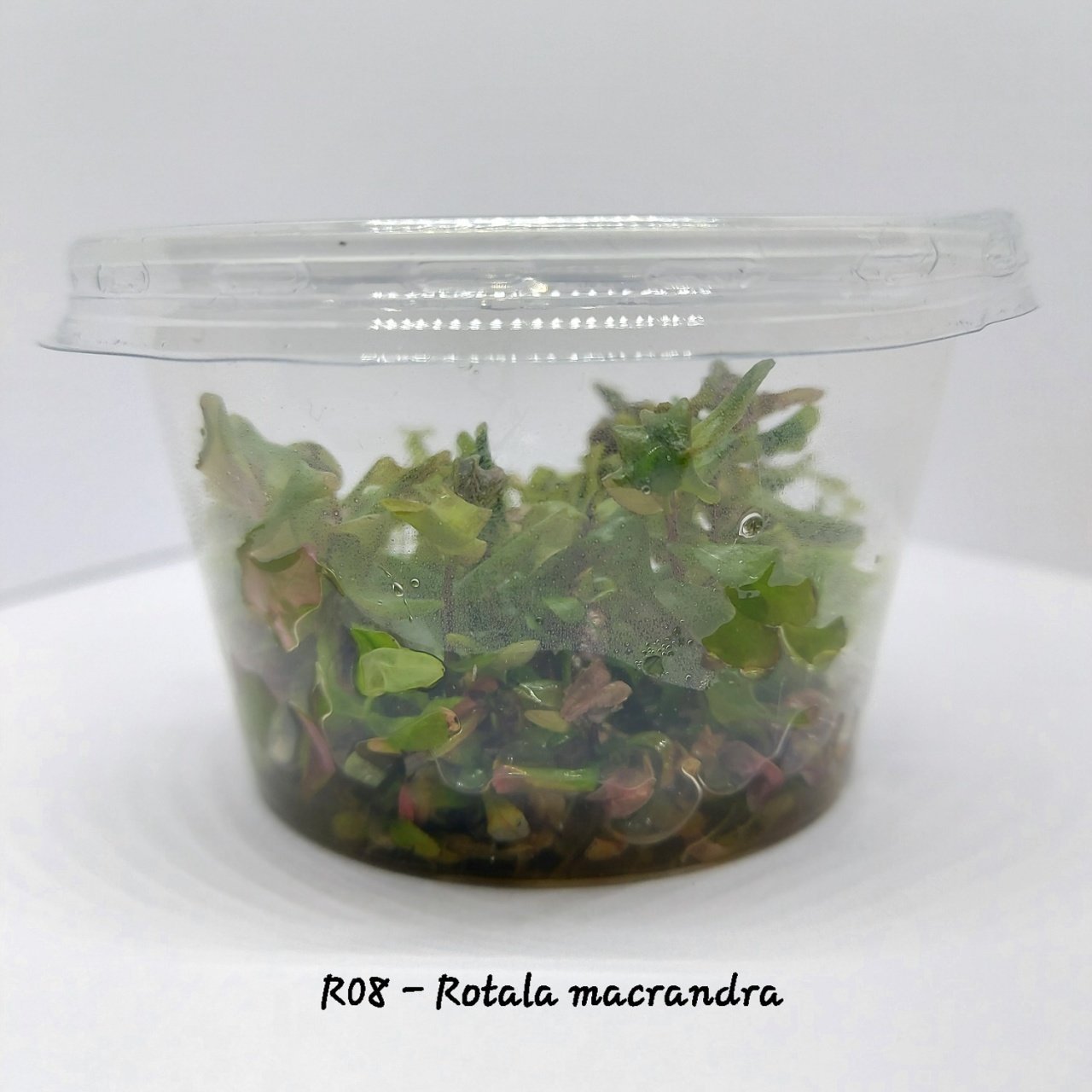 Rotala macrandra IN VITRO CUP