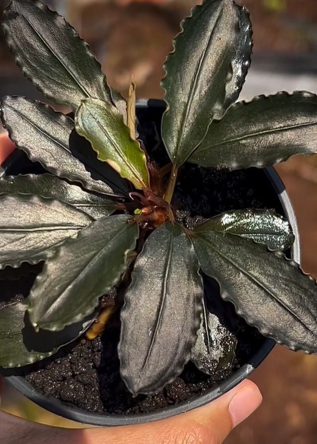 Bucephalandra black STAR İTHAL ADET