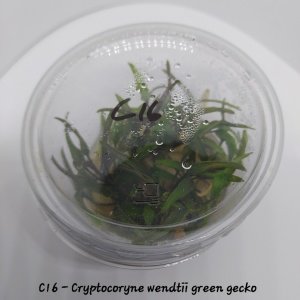 Cryptocoryne wendtii green gecko IN VITRO CUP