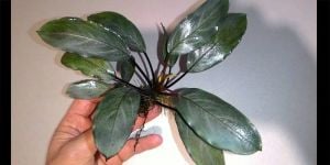 Bucephalandra silver gray İTHAL ADET