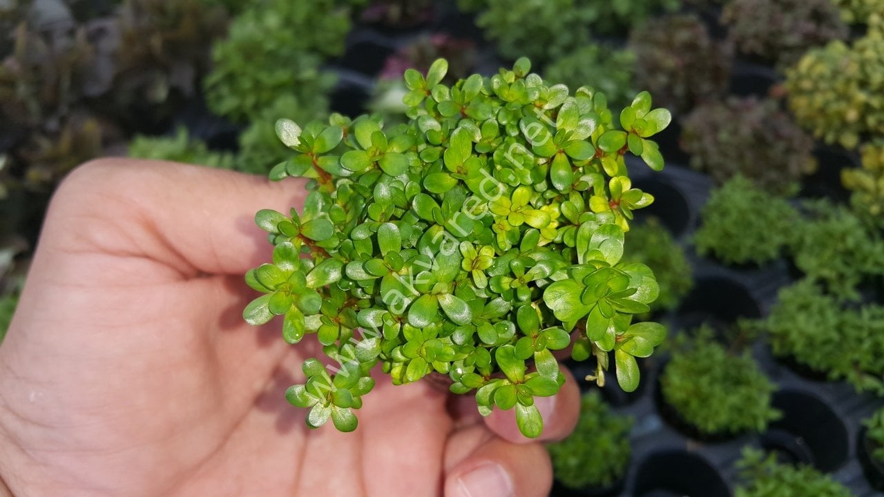 Ammannia / Rotala bonsai İTHAL BUKET