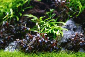 Bucephalandra mini phantom 10X10 CM PORSİYON ÖN SİPARİŞ