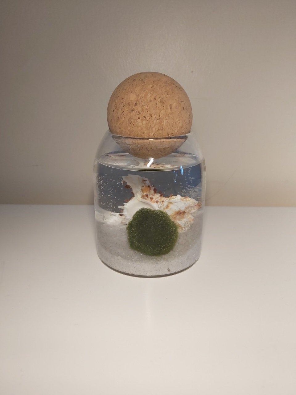 Datça Marimo Moss Ball