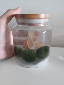 Köyceğiz Marimo Moss Ball