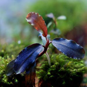 Bucephalandra deep blue 10x10 cm - İTHAL