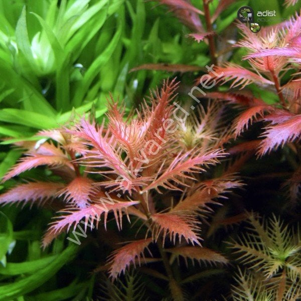 Proserpinaca palustris 'Cuba IN VITRO CUP