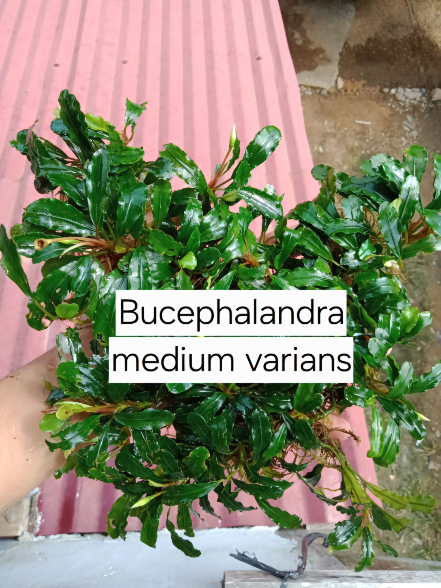 Bucephalandra medium varians 10x10 PORSİYON