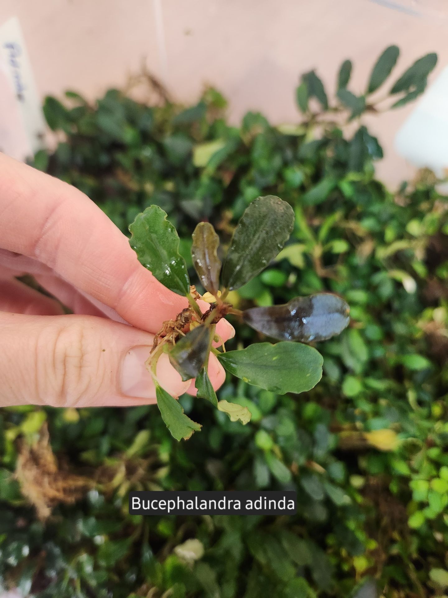 Bucephalandra brownie adinda ADET İTHAL