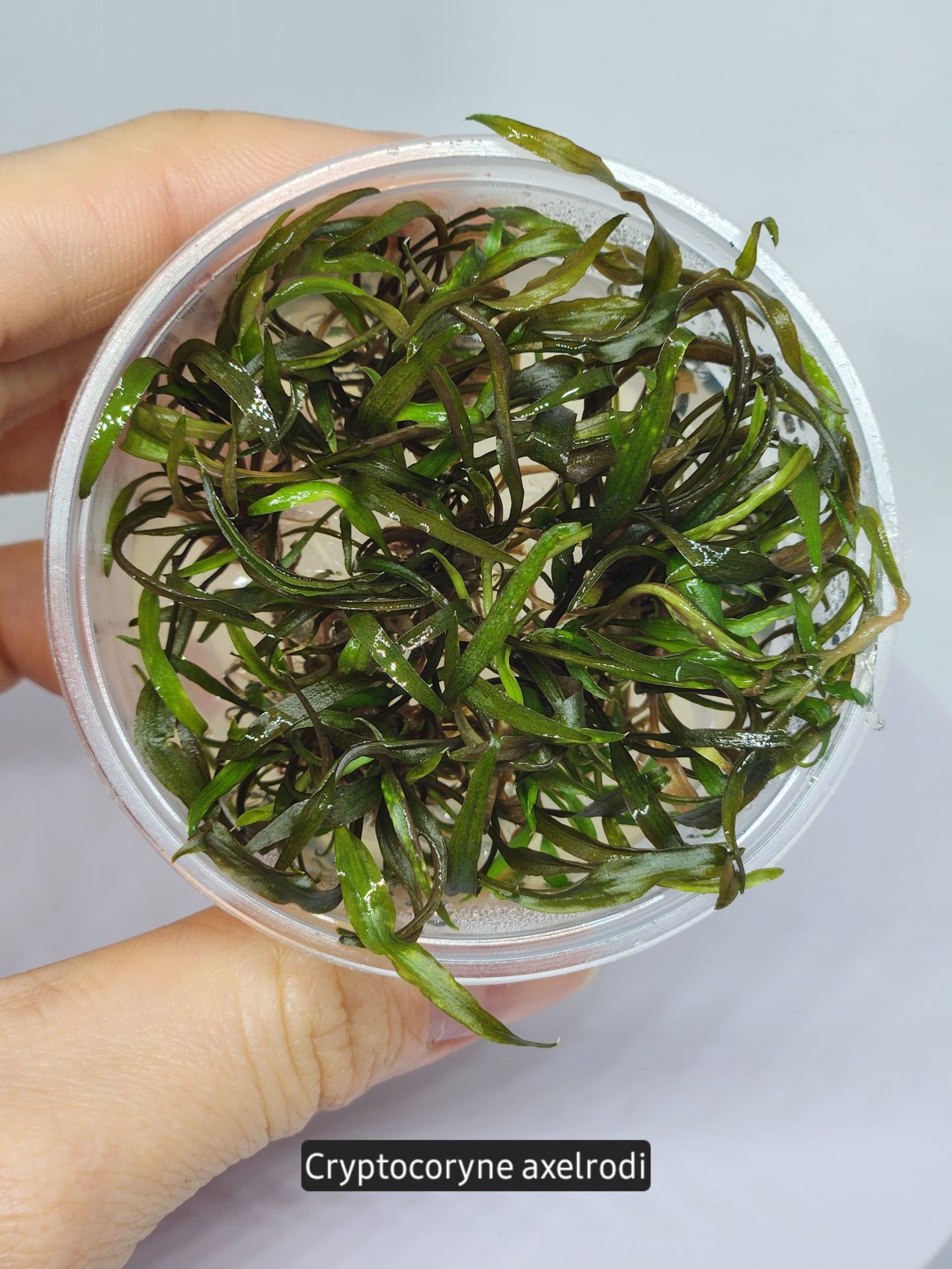 Cryptocoryne axelrodi IN VITRO CUP