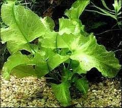 Nuphar japonicum ADET (YUMRU) İTHAL