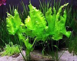 Nuphar japonicum ADET (YUMRU) İTHAL