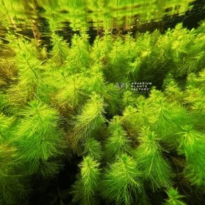 Myriophyllum aquatica SAKSI