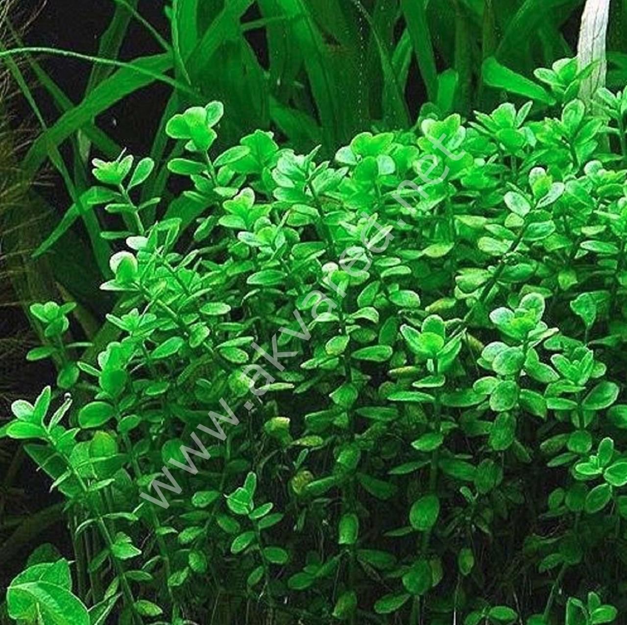 Bacopa monnieri BUKET ÖN SİPARİŞ