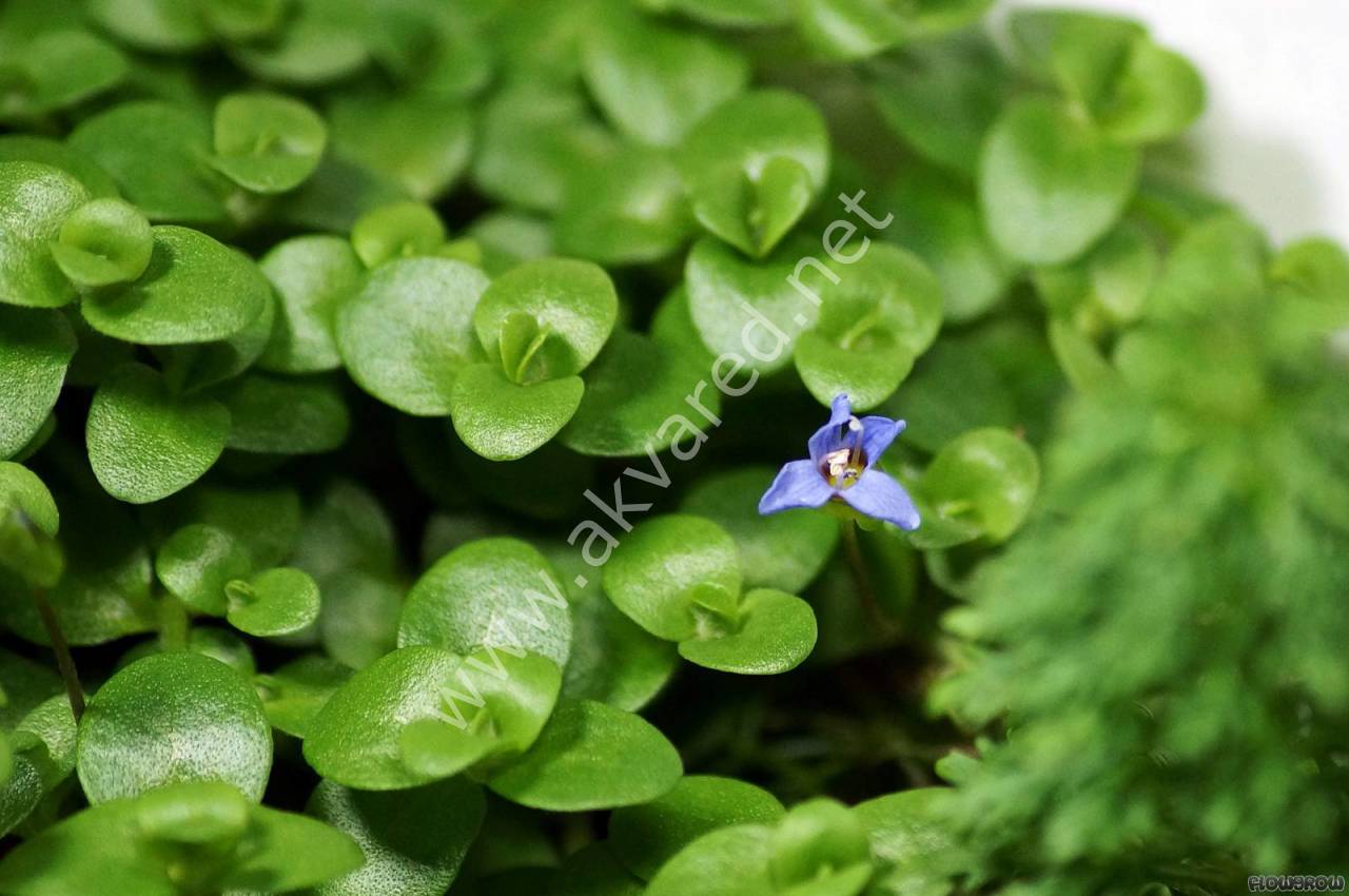 Bacopa australis ADET İTHAL