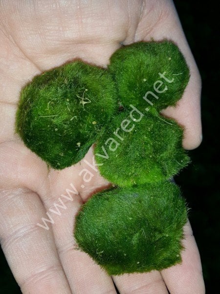 Marimo Moss Ball 1-2 CM 10'LU PAKET - ÖN SİPARİŞ