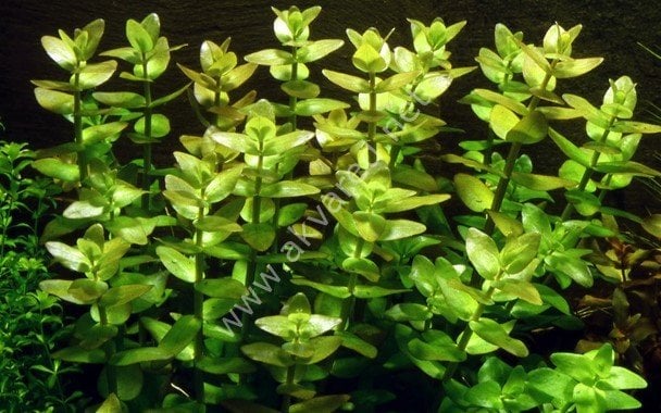 Bacopa caroliniana İTHAL BUKET