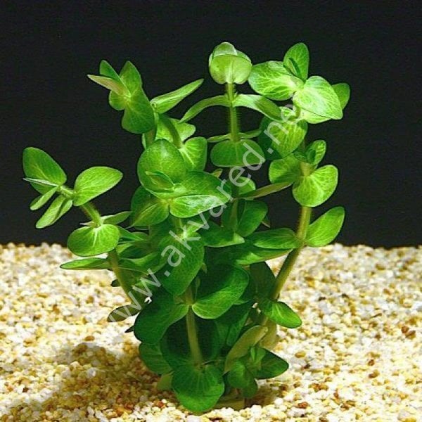 Bacopa lanigera  İTHAL BUKET