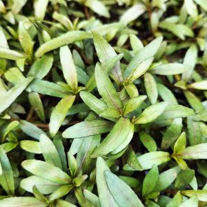 Hygrophila polysperma Tiger BUKET ÖN SİPARİŞ