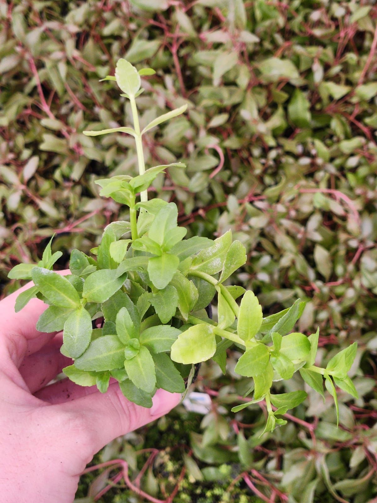 Bacopa madagascariensis SAKSI