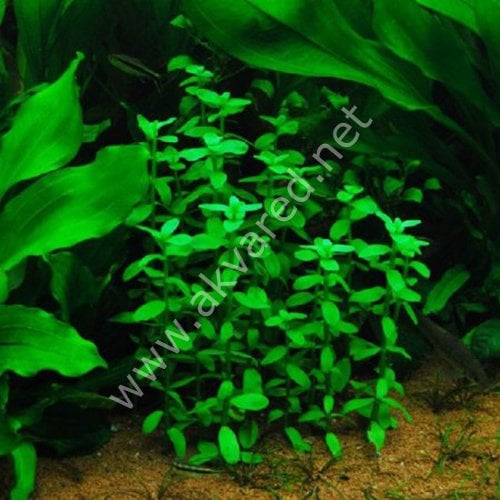 Bacopa madagascariensis ADET EXVITRO