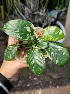 Anubias var. KING ADET - ÖN SİPARİŞ