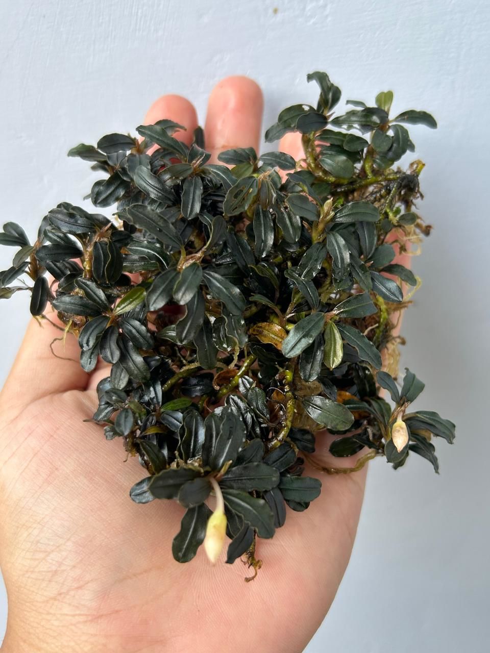 Bucephalandra black carpet 10x10cm PORSİYON ÖN SİPARİŞ